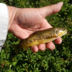 Photo : Alain Clopès