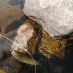 Photo : Christian Allègre