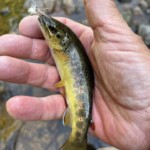 Photo : Eric Regnier