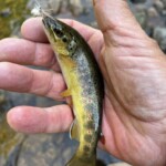 Photo : Eric Regnier