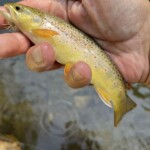 Photo : Eric Regnier