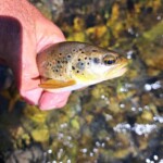 Truitelle de l'Aston