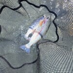 Doublé d'arc-en-ciel en nymphe sur l'Arc (Haute Maurienne, Savoie)