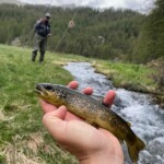Jolie petite fario pêchée au Tenkara dans la serpentine (Basin versant du Verdon, vers le lac d'Alos)
