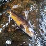 Jolie fario du Cantal.
Prise à St Vincent de Salers sur Le Mars.