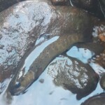 'Fario volcanique' ;-)
Prise sur la Tarentaine, typique rivière du Nord Cantal, roches et blocs sphériques volcaniques, eau tourbeuse, truites absolument invisibles dont certains spécimens sont noirs sans aucun point rouge comme celle là.