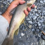 Fario du Doron de Termignon (Affluent de l'Arc, Haute Maurienne, Savoie)