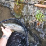 Belle fario de 49 cm de l'Orb. "Prise en sèche dans une percée sous un arbre"