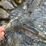 Belle truite (31 cm) du Guil (Queyras, Hautes Alpes)