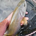 Belle robe pour ce beau poisson Américain !