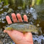 Une fario Américaine