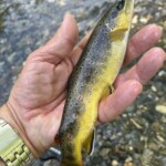 Truitelle fario sauvage prise sur l'Oriège (bassin versant de l'Ariège)