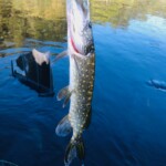 Un brochet à la mouche !