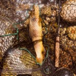 Fario Ariégeoise en juin