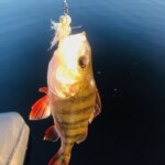 Une perche à la mouche