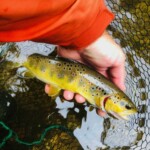 Belle fario de la Dourbie en juillet