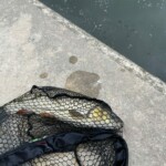 Moins noble qu’une truite mais tout aussi gratifiant, ce chevesne du Lez en sèche à vue sur 14/100, de 55 cm le 11 juillet. Un bon moment, car ce poisson est très méfiant, surtout en basses eaux.