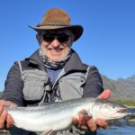 Omble arctique (Arctic Char) sur la rivière Erfalik au Groenland.
Les géniteurs sont les poissons avec le ventre rouge, les silvers, eux, n'ont pas encore atteints la maturité sexuelle de reproduction.