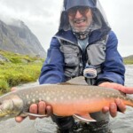 Omble arctique (Arctic Char) sur la rivière Erfalik au Groenland.
Les géniteurs sont les poissons avec le ventre rouge, les silvers, eux, n'ont pas encore atteints la maturité sexuelle de reproduction.