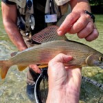 Un ombre pris sur un rivière Slovène