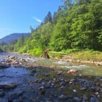Dranse de Morzine - PN 1- Parcours B18 - 20/07/2024